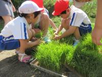 児童が田植えをしている様子