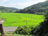 筆甫の夏の田畑