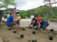 金山小学校の花苗植え