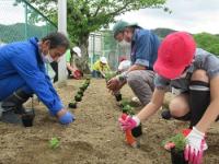 金山小学校の花苗植え