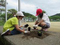 金山小学校の花苗植え