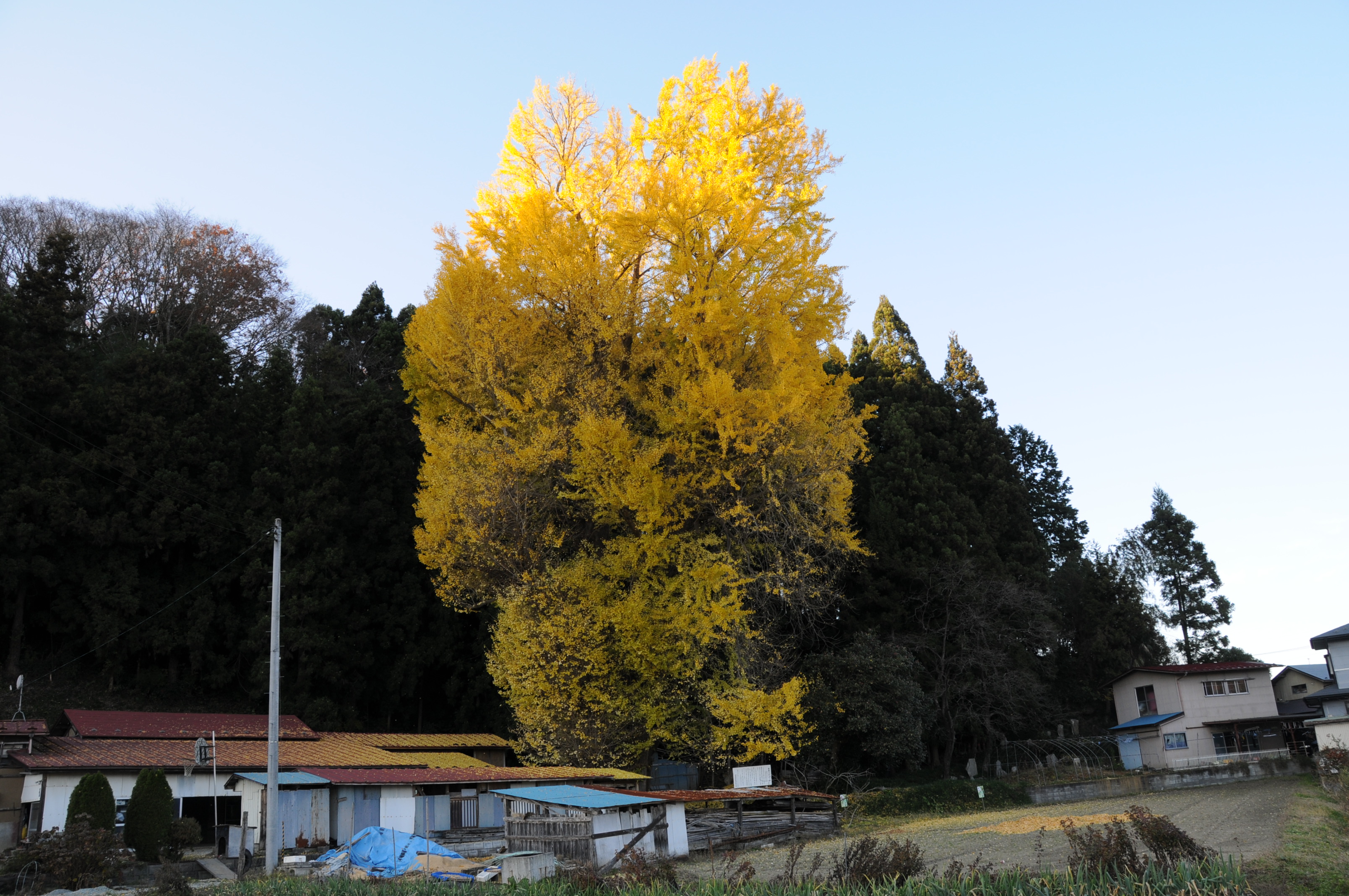 丸森のイチョウ