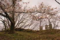 桜の写真